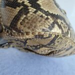 Prada Tote Brown Snake Skin with Silver Hardware #GLRCU-2 - Image 14